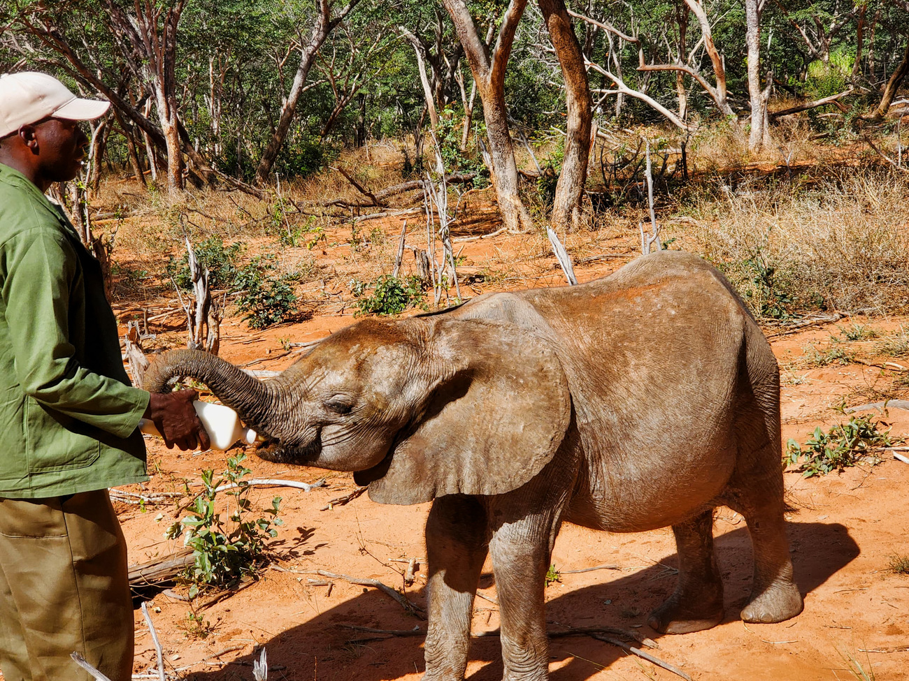 April, the rescued elephant calf, drinks milk formula from a bottle with the help of a caretaker at Wild is Life’s Panda Masuie release site.