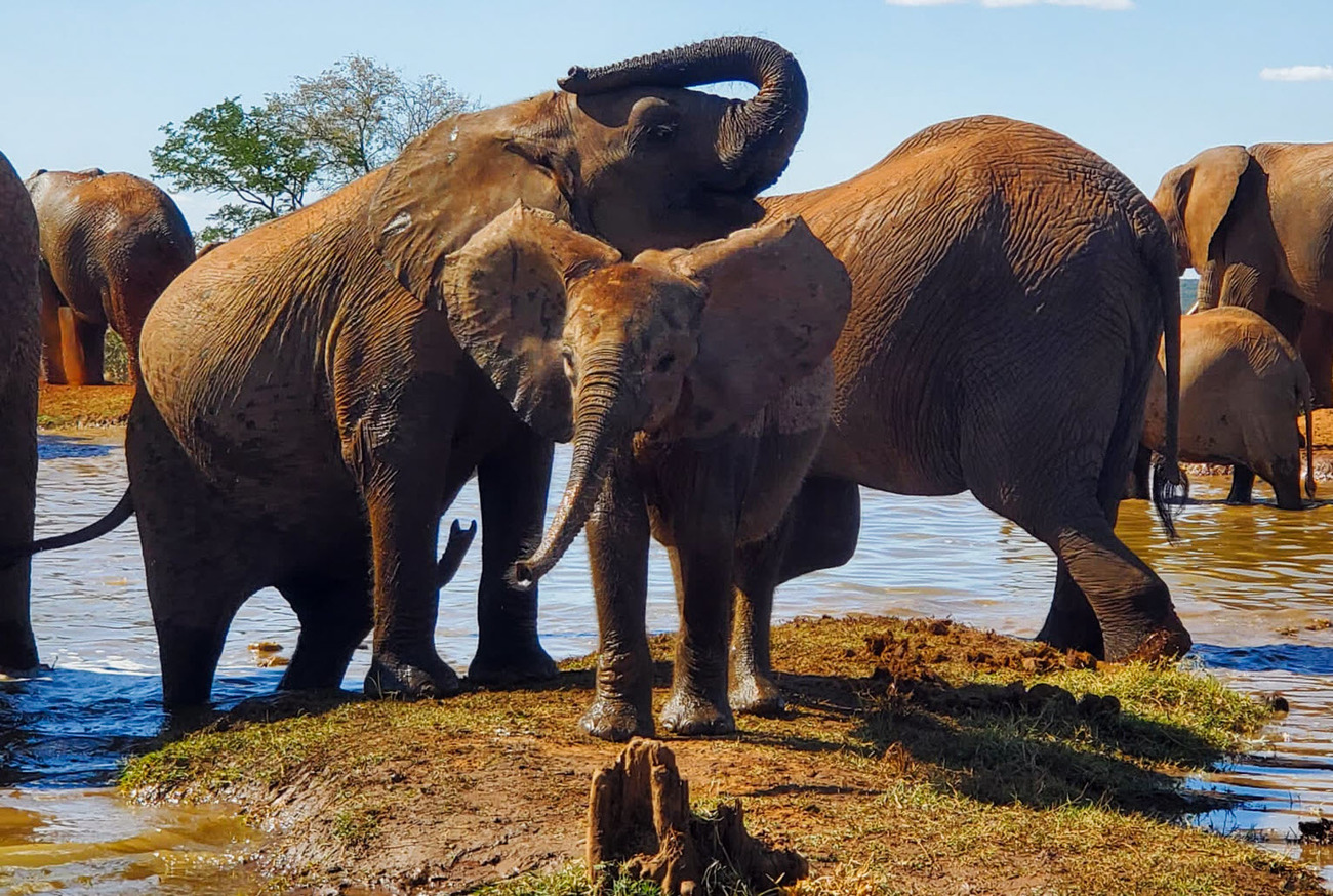 April, an orphaned elephant calf rescued near Panda Masuie, stands with her new elephant family as she recovers and adjusts to her second chance at life.