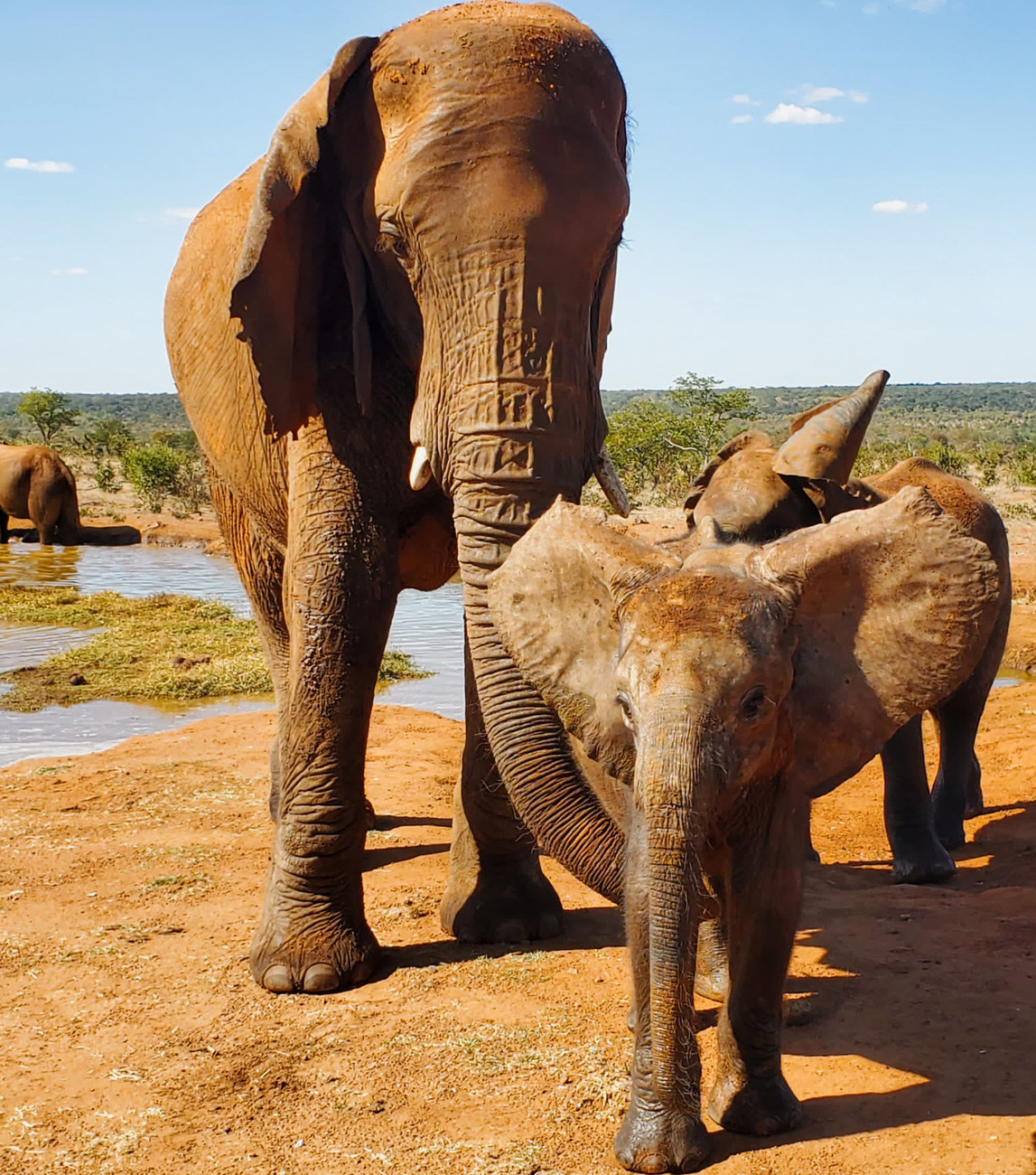 April, an orphaned elephant calf rescued near Panda Masuie, stands with her new elephant family as she recovers and adjusts to her second chance at life.