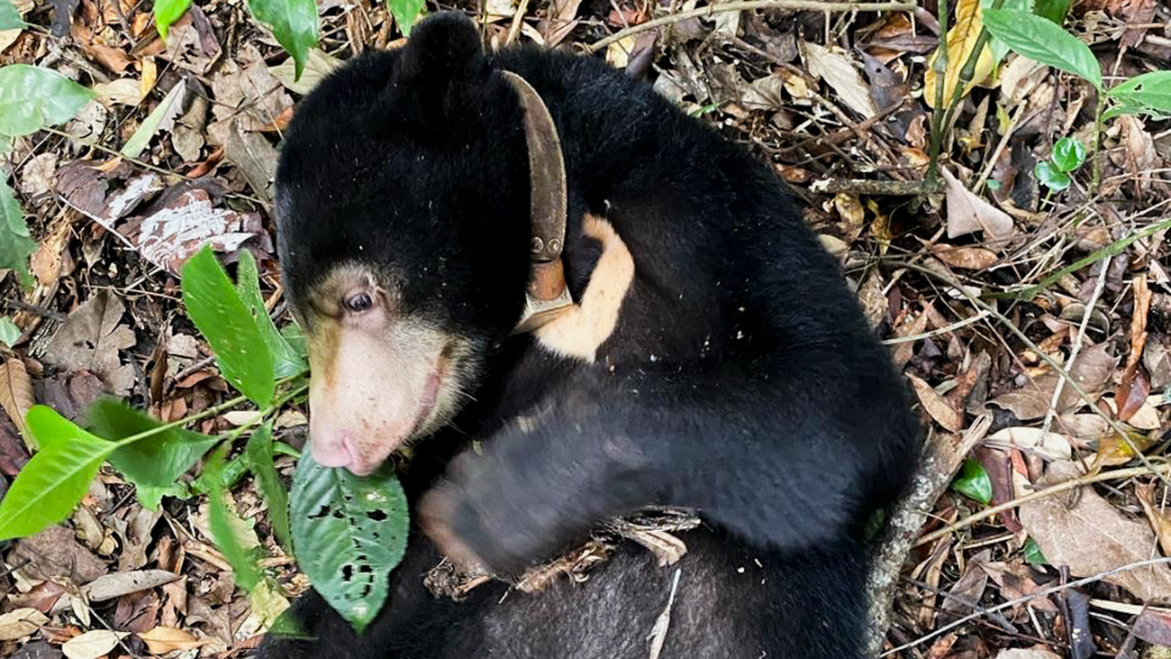 Mano, a rescued sun bear, rests on the forest floor wearing a GPS collar—part of her final phase of rehabilitation with IFAW partner JAAN before her release back into the wild.