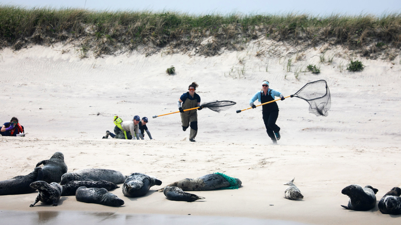 Rescuers rush toward an entangled seal with nets during a marine mammal disentanglement response led by IFAW and Monomoy National Wildlife Refuge staff.