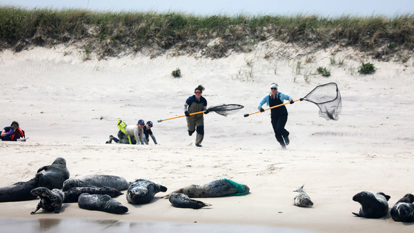Rescuing a seal from a deadly entanglement