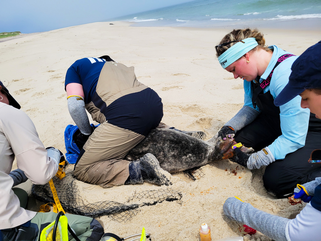 An IFAW Marine Mammal Rescue team member holds down an entangled seal while others assess and remove netting from its fins. A towel covers the seal’s head to reduce stress during the rescue operation.