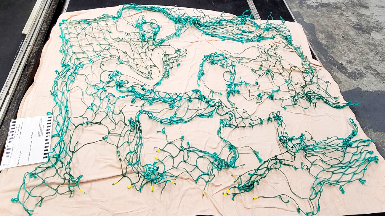 The large section of green multifilament netting removed from an entangled seal during a successful rescue operation by IFAW’s Marine Mammal Rescue team.