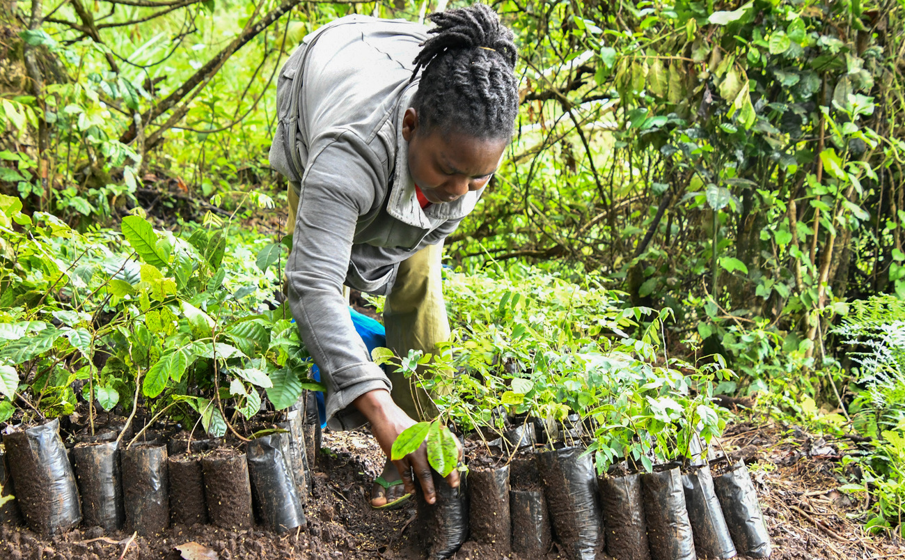 A local community member with saplings at a tree nursery in Tsavo, Kenya.