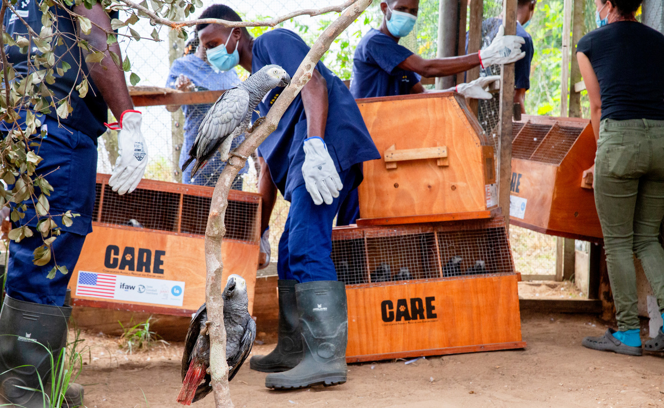 African grey parrots seized from the illegal wildlife trade are moved from CARE bird-specific transport cages into a quarantine holding cage at JGI’s Tchimpounga Chimpanzee Rehabilitation Center.