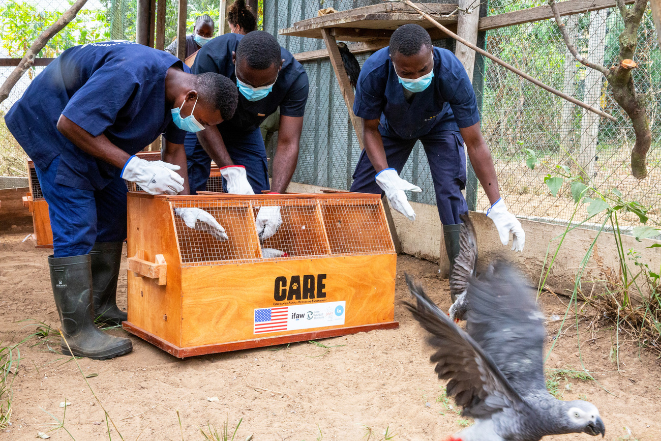African grey parrots seized from the illegal wildlife trade are moved from CARE bird-specific transport cages into a quarantine holding cage at JGI’s Tchimpounga Chimpanzee Rehabilitation Center.