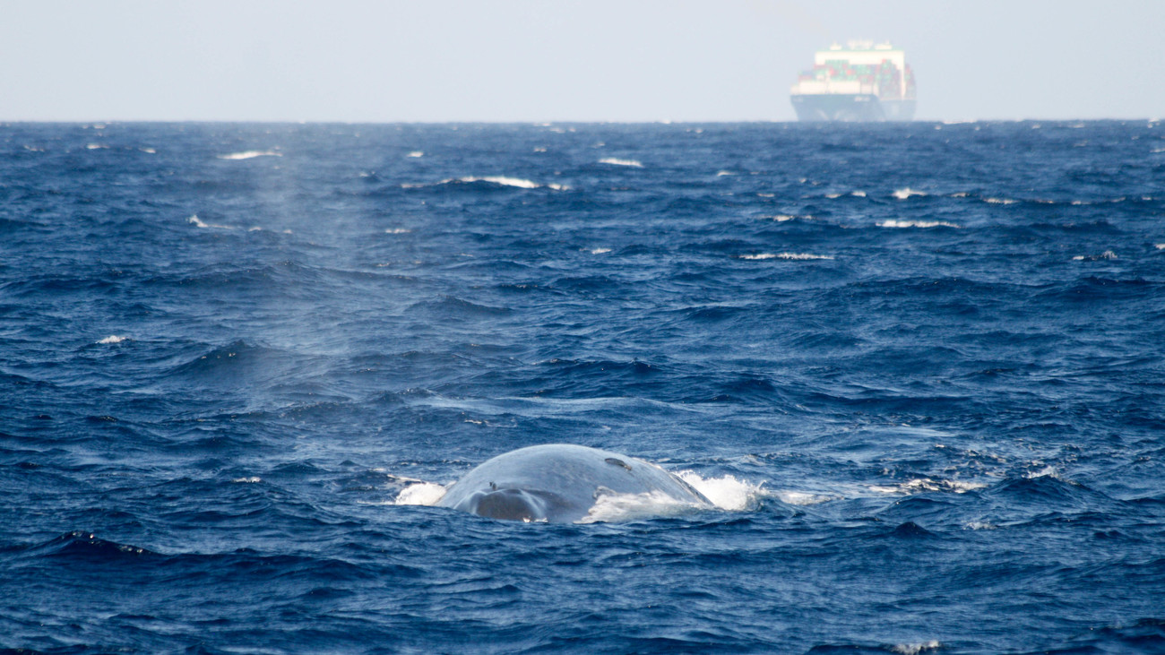 Een blauwe vinvis die naar het oppervlak komt en een naderende tanker, geobserveerd vanaf onderzoeksschip Song of the Whale in Sri Lanka.
