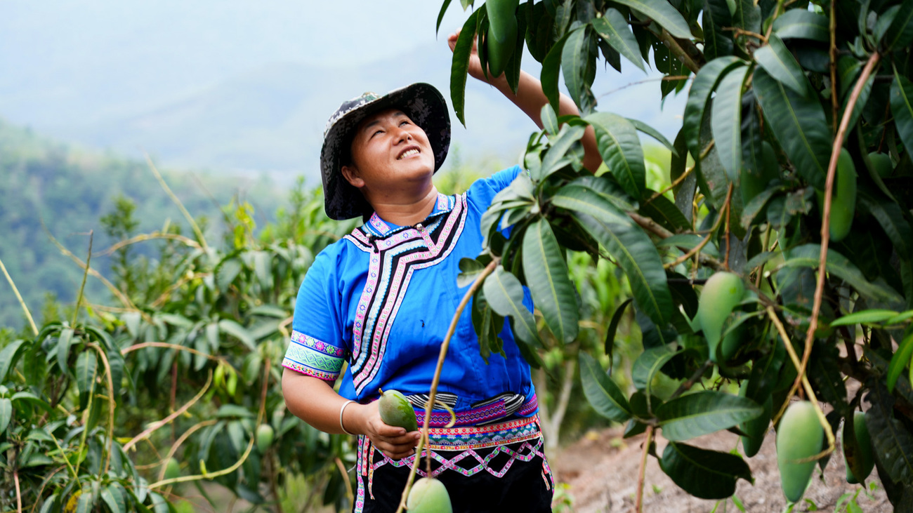 Zhang Jiangmei tends to ripening mangoes.