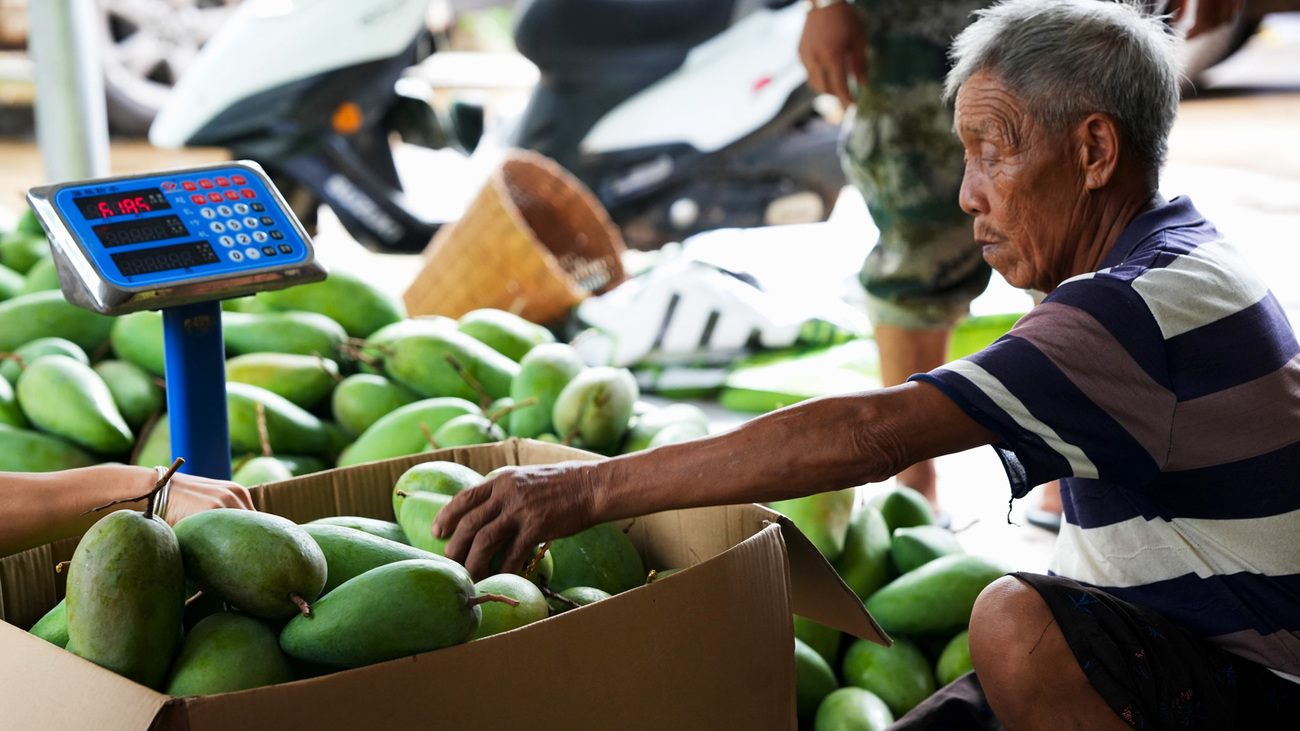 Freshly picked mangoes arrive in Daotangqing, where community members lead unloading, weighing, and packaging.