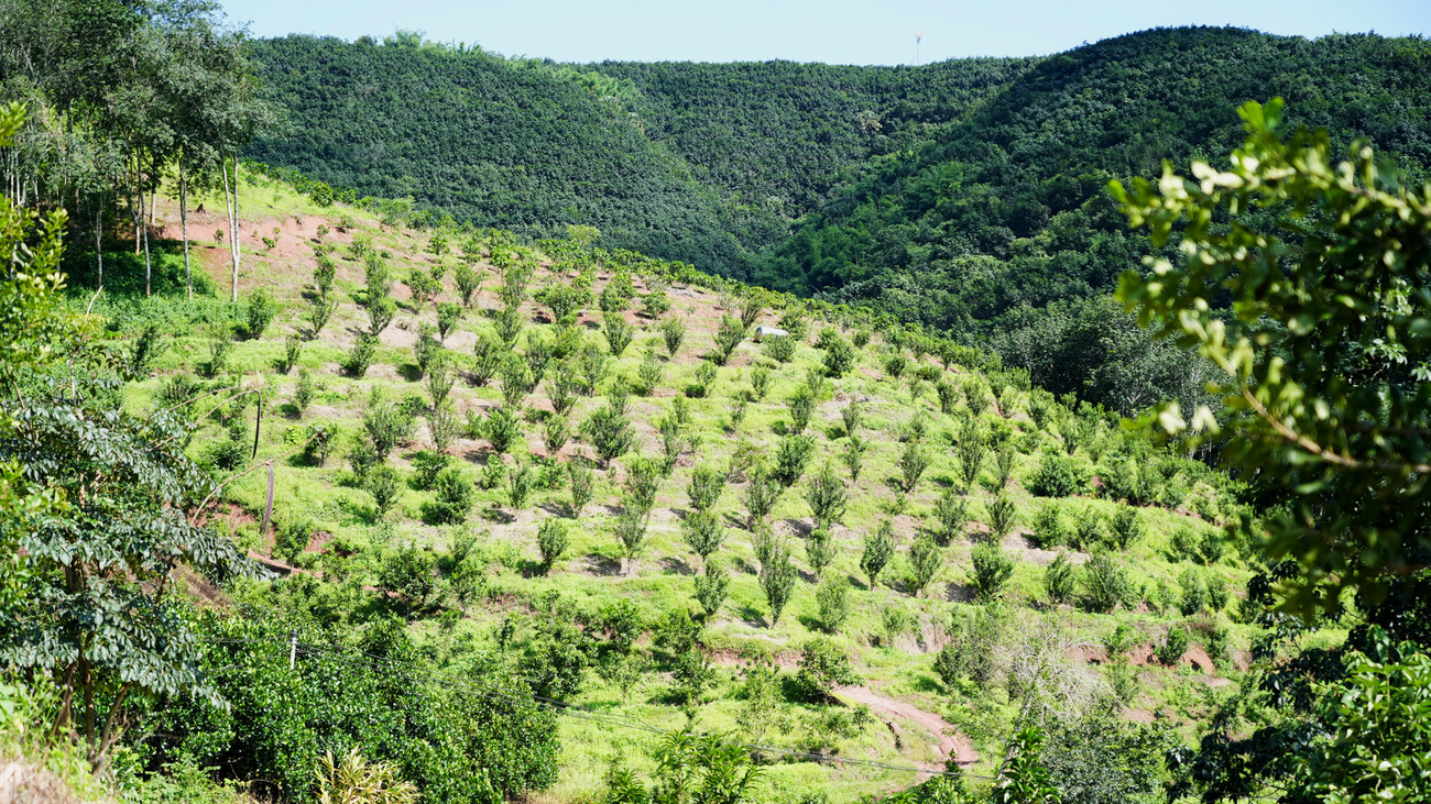 A macadamia orchard in Daotangqing, where manual weeding supports soil health and carbon storage as part of the Carbon Sequestration Community project.