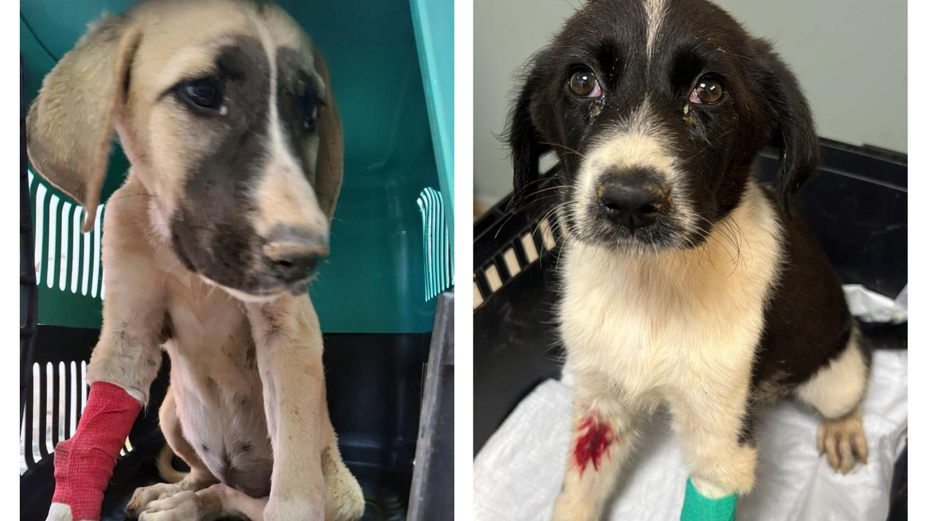 IFAW is supporting Save the Pawties as they rescue animals from wildfires in Turkey.