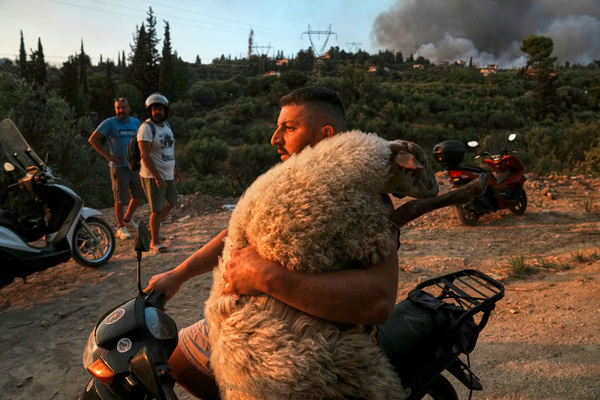 Rapid animal rescue response as wildfires spread in Greece