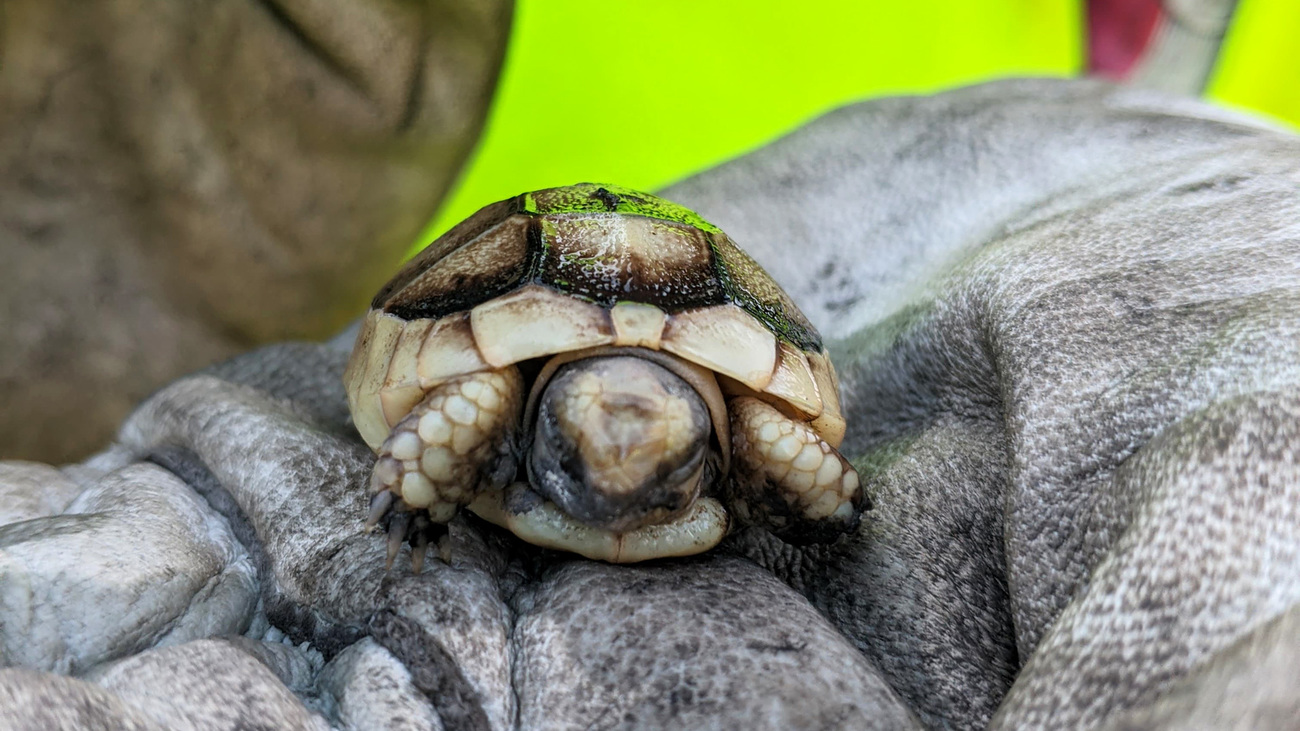 A baby tortoise of a mere 2,5 centimeters safe from the wildfires.