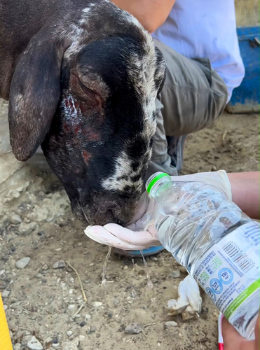 Soforthilfe für Tierrettung bei Bränden in Griechenland