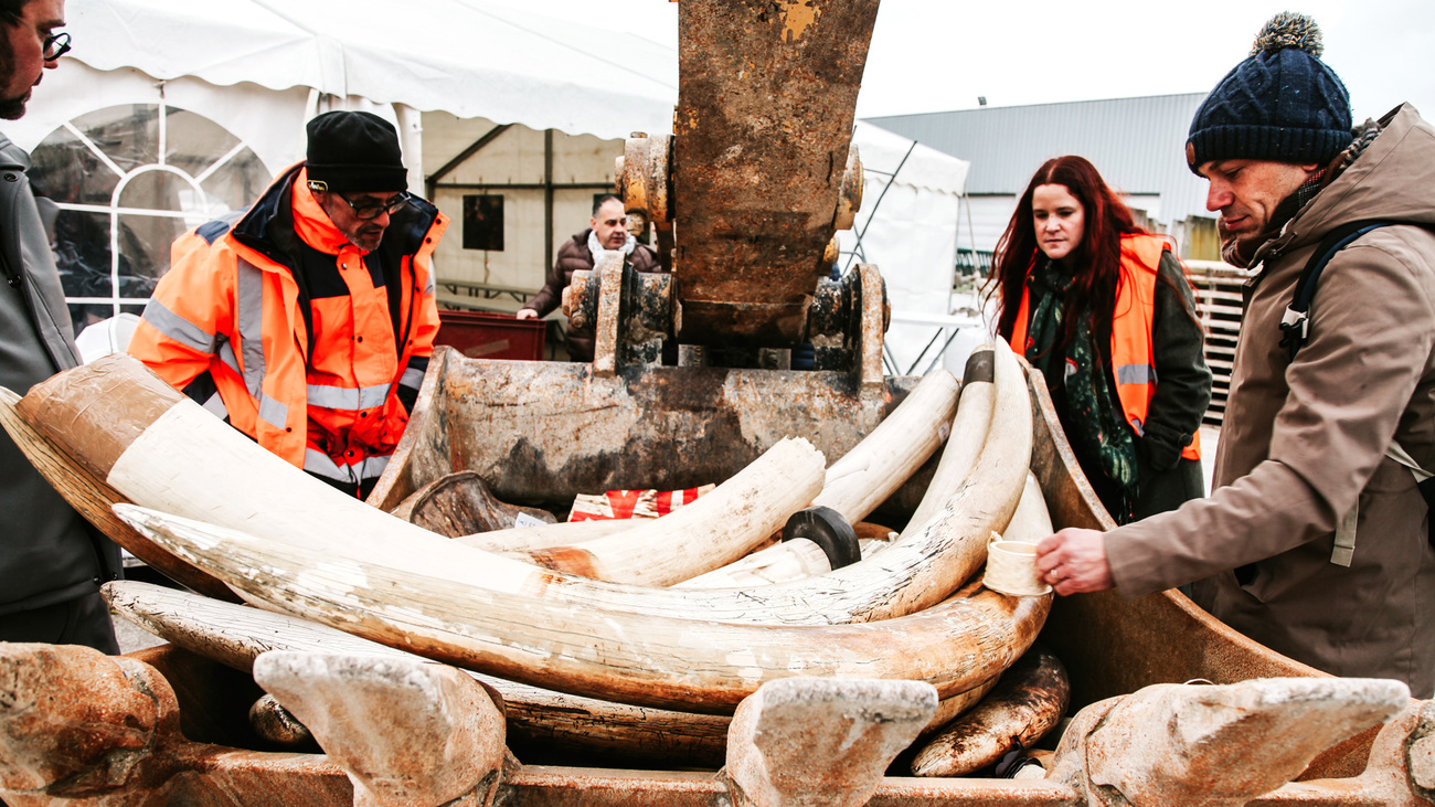 Ivory objects being loaded into the machine bucket prior to crushing by the crusher.
