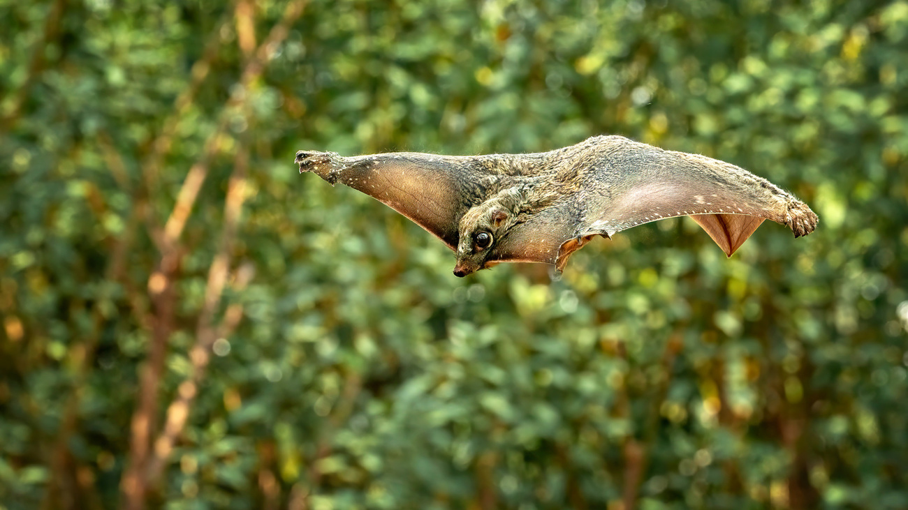 Flying lemur in the rainforest of Java, Indonesia.
