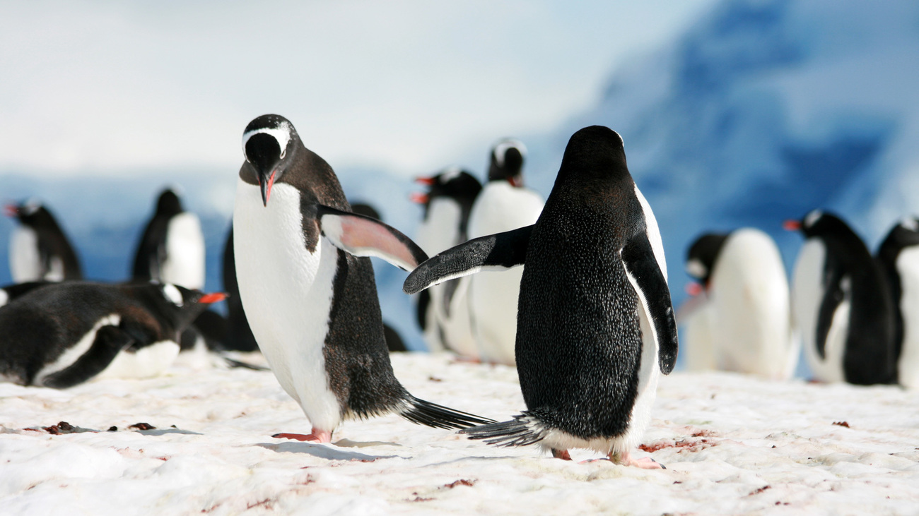 Two gentoo penguins touch wings as if to high-five each other.