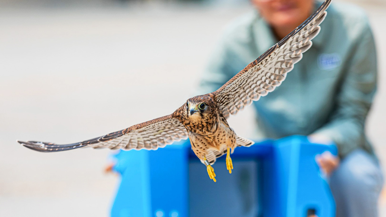 IFAW BRRC rehabilitators released a Common Kestrel back into the wild.
