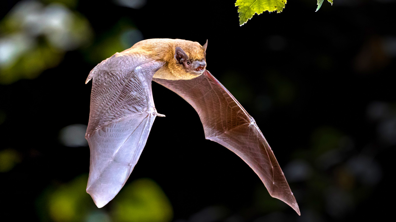 Flying pipistrelle bat.