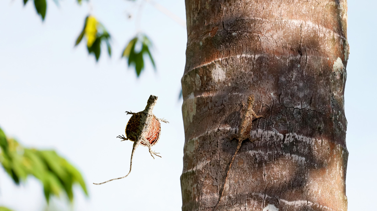 Draco lizards flying or gliding in rainforests in Thailand with green nature background.