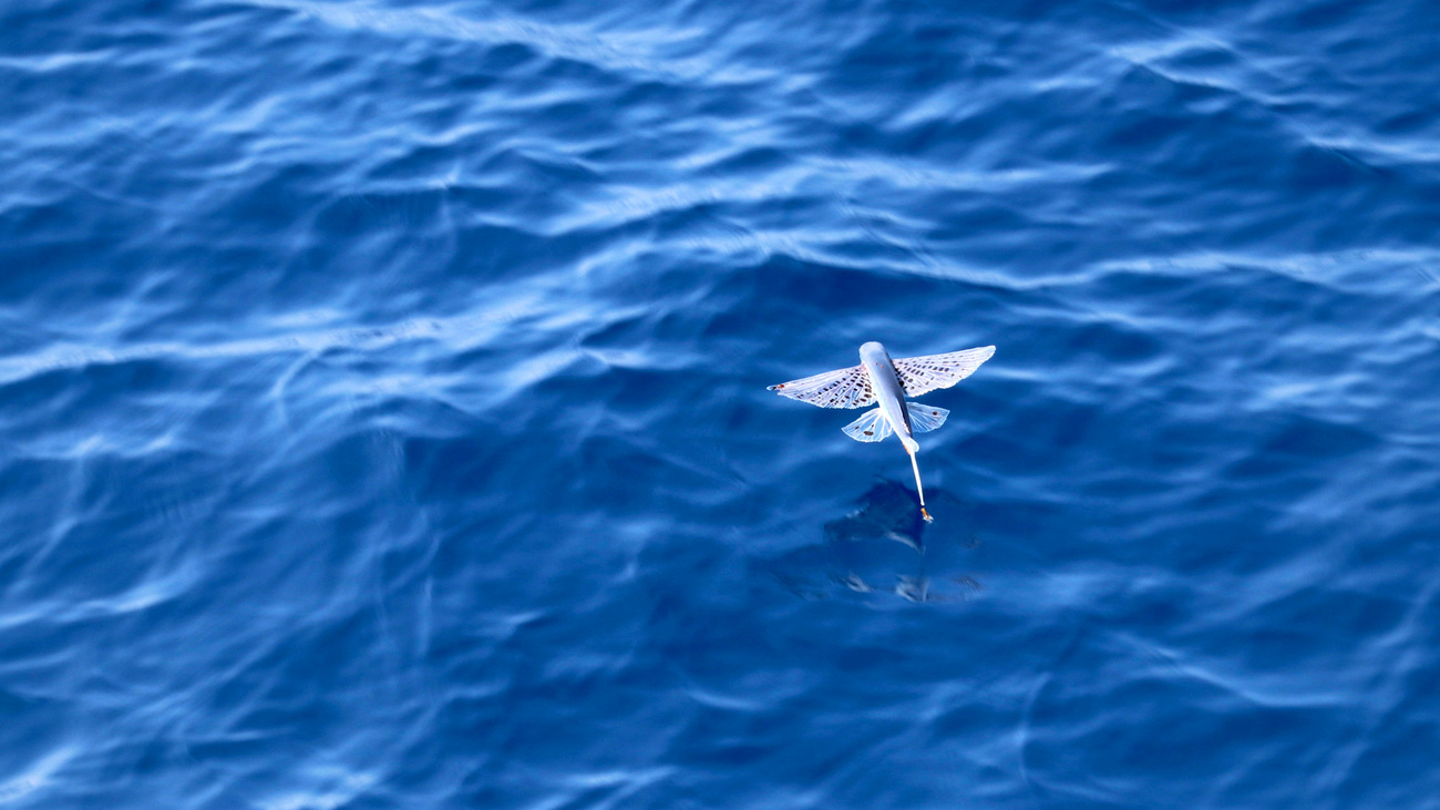 Flying fish