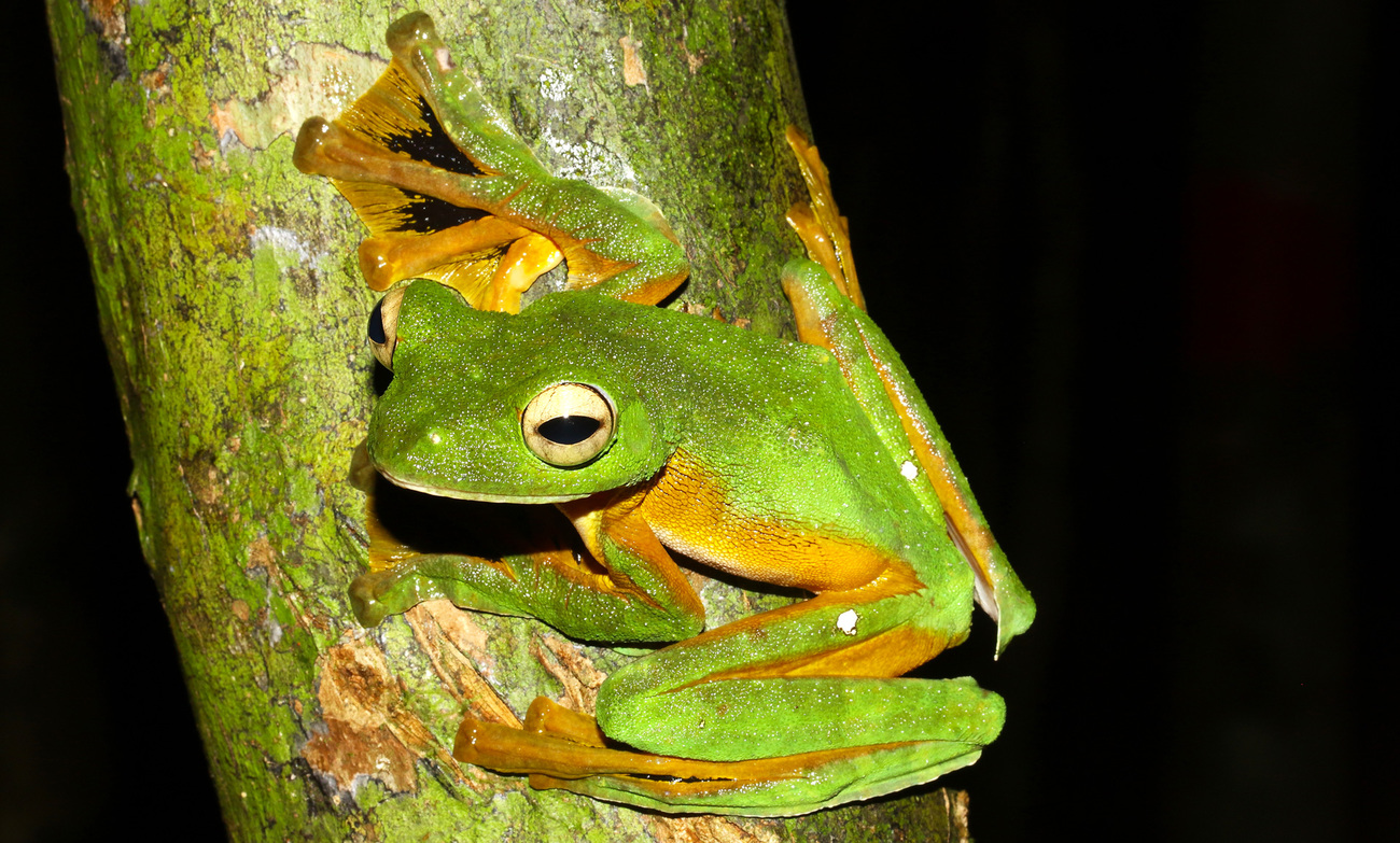 Wallace's flying frog (Rhacophorus nigroplamatus) in natural habitat, Borneo