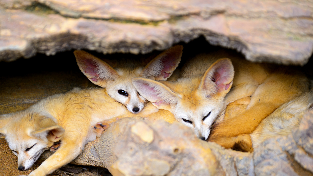 Fennec foxes sleeping.