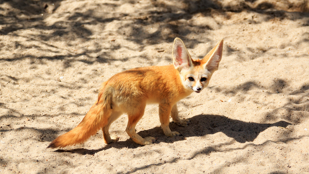 Fennec Fox