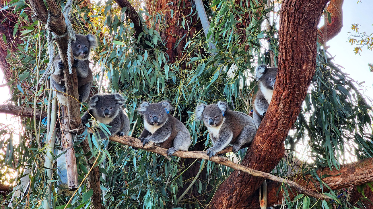 Rescued koala joeys at IFAW partner Mosswood Wildlife.