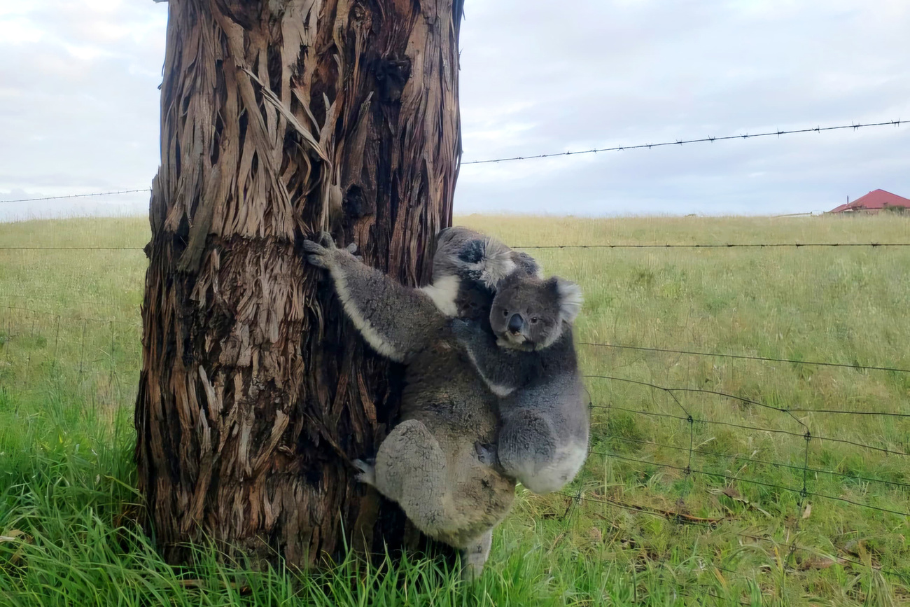 A koala mum and her joey in southwest Victoria.