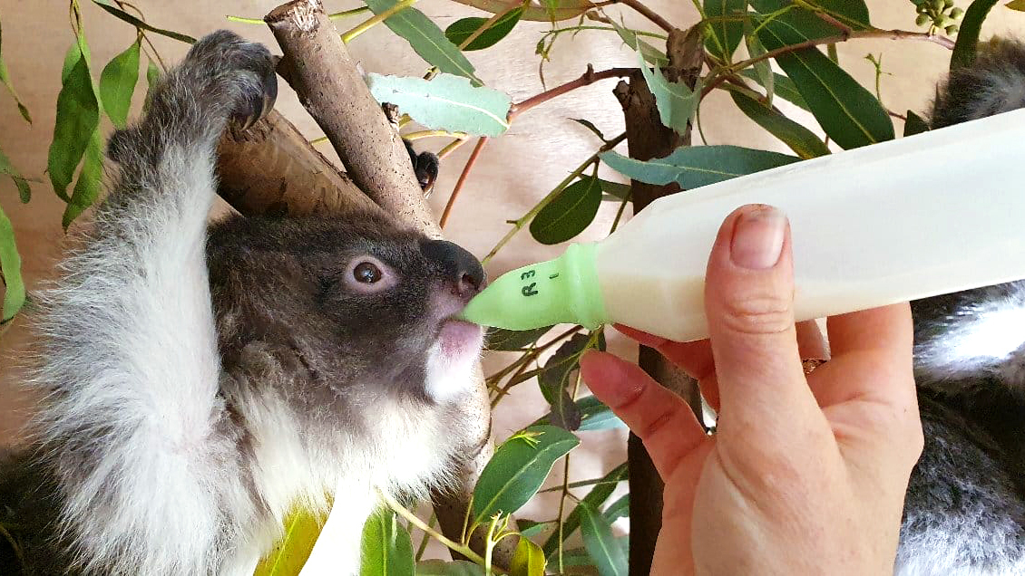 Een koala joey die speciale melkvoeding krijgt in de opvang van Mosswood Wildlife.