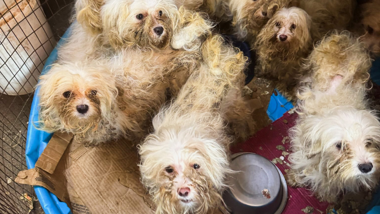 Maltezer honden zaten in krappe kooien en hokken in de fokkerij in Stroud, Oklahoma, waar meer dan 400 honden door de Humane Society of Tulsa zijn gered uit zwaar onhygiënische en overvolle omstandigheden.