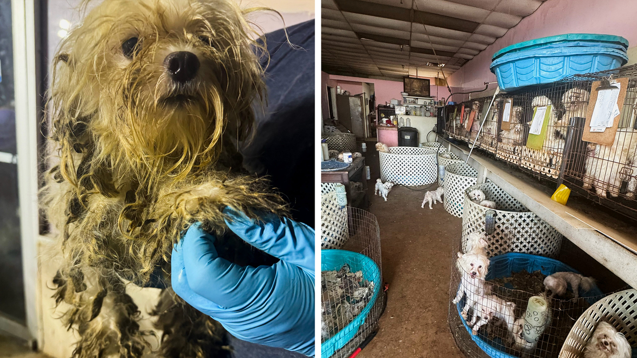Een geredde Maltezer hond met zwaar vervilte en vieze vacht wordt vastgehouden door een verzorger (links), nadat hij uit de fokkerij in Stroud is gehaald waar meer dan 400 honden in verwaarloosde en onhygiënische omstandigheden werden aangetroffen (rechts).