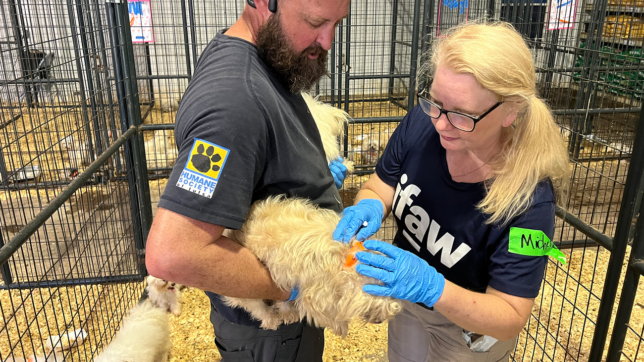 Een IFAW-teamlid werkt samen met een lokale hulpverlener om een identificatiehalsband om te doen bij een geredde Maltezer tijdens de intake in het noodopvangcentrum.