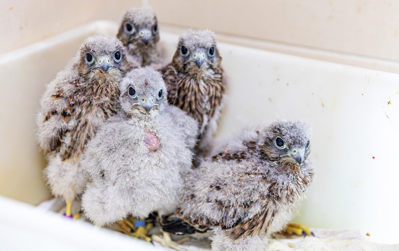 Rehabilitated orphaned Common Kestrels before their release