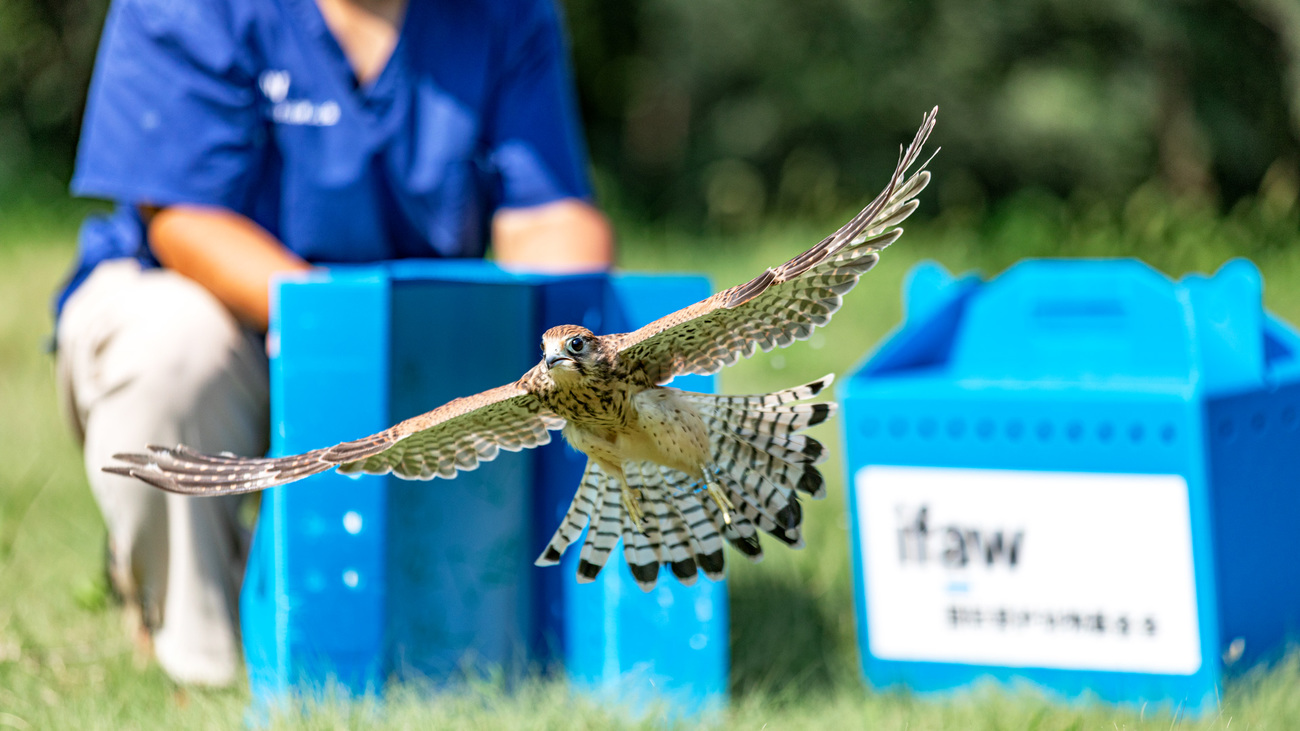IFAW BRRC rehabilitators release a Common Kestrel.