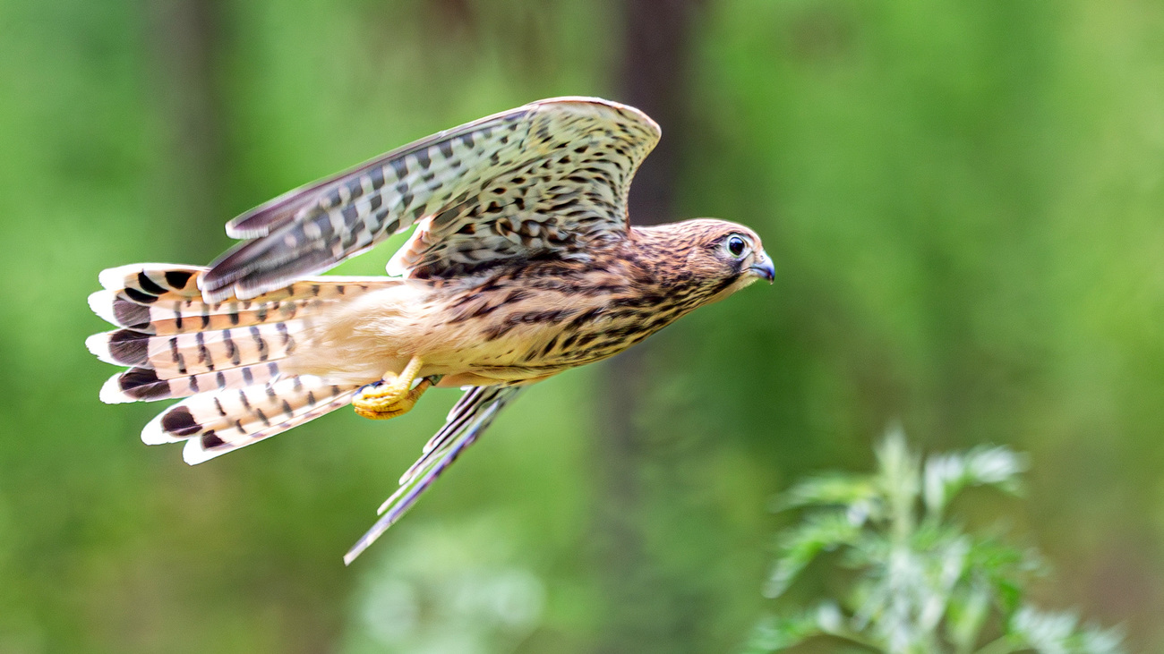 A Common Kestrel is released back into the wild after rehabilitation.