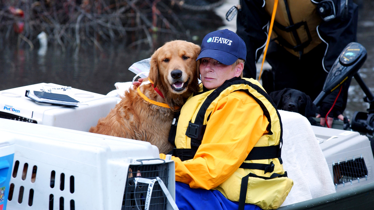 Shirley Minshew and Jim Bollar from IFAW rescuing a Golden Retriever. 