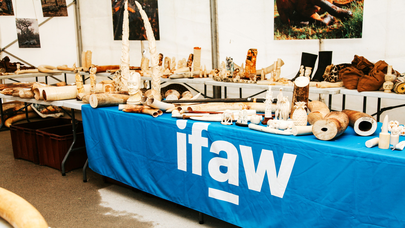 Ivory objects before destruction.