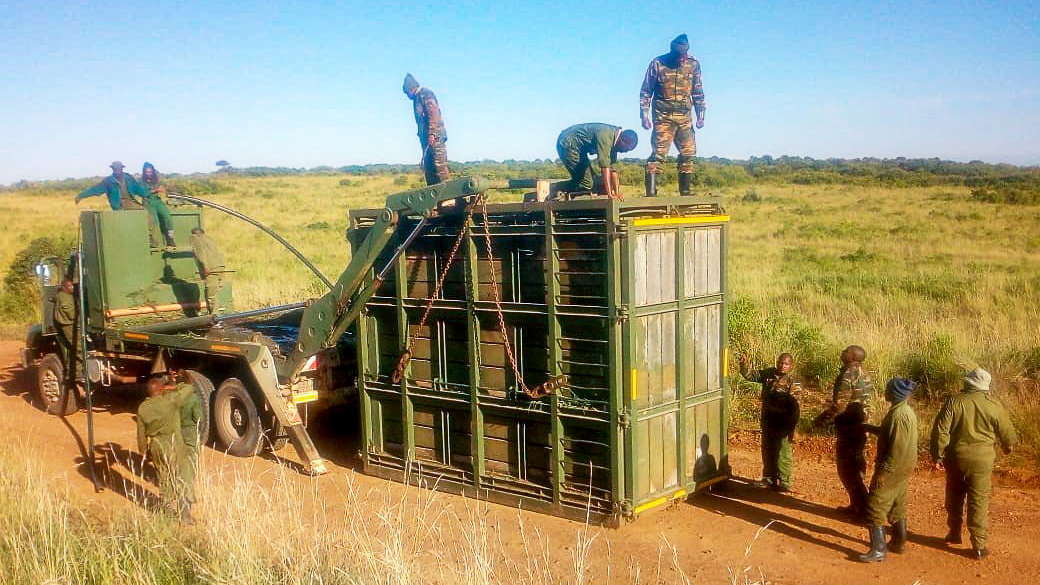 KWS Rangers prepare to open the transport crate to release the elephants back into the wild in the Maasai Mara.