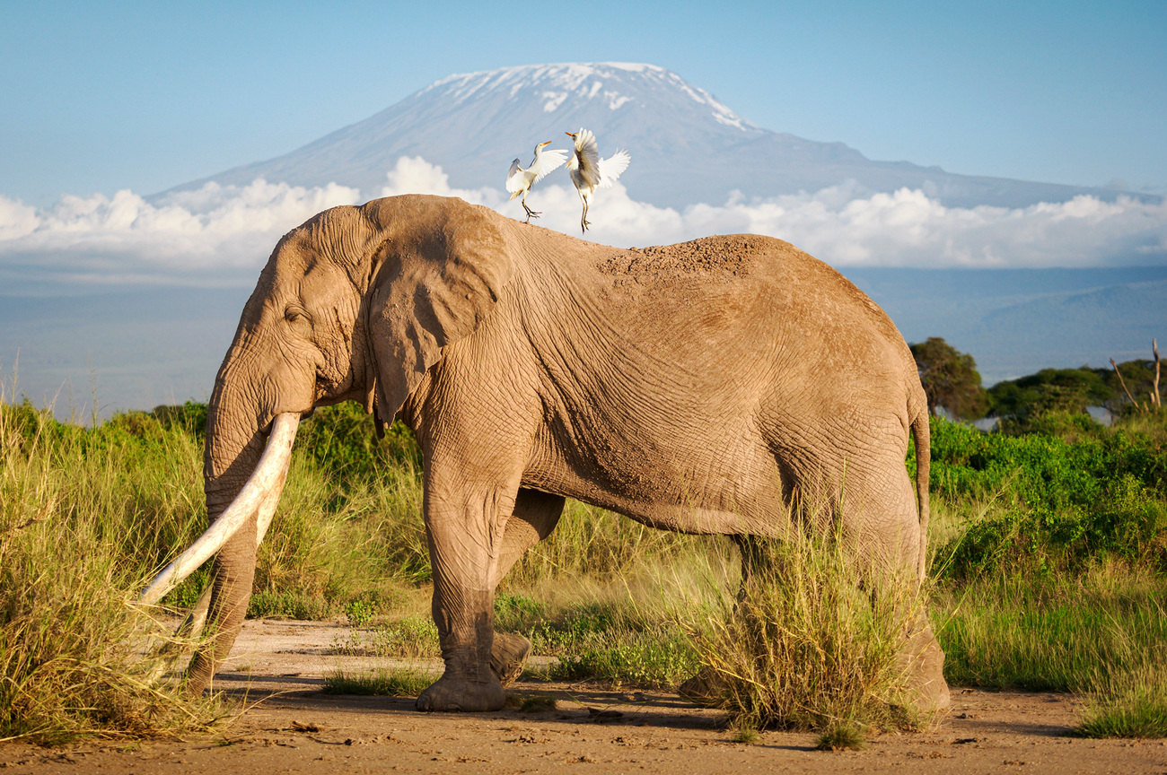 Craig, a large elephant, walking with two egrets nearby in Amboseli National Park, Kenya.