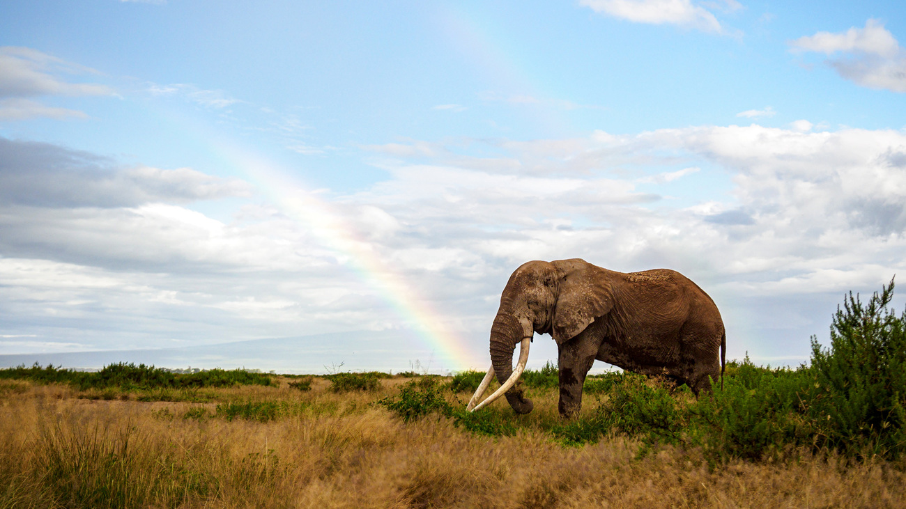 Craig, Amboseli’s iconic bull elephant, stands beneath a fading rainbow—captured during a brief window of light after afternoon rain, in a moment that reveals the quiet wonder of nature.
