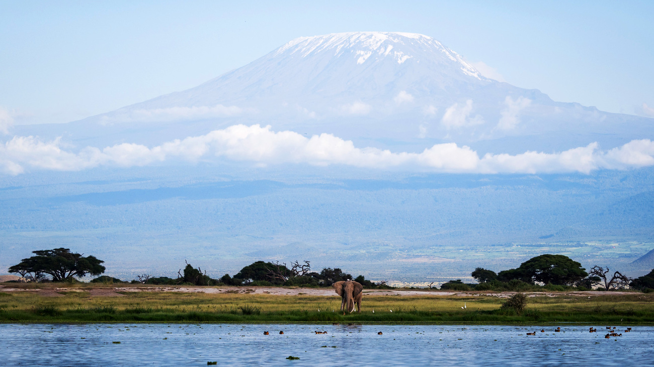 Craig, a mature bull elephant with long tusks, feeding calmly in Amboseli National Park near the northern boundary.