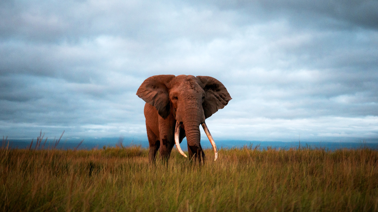 Per, one of Amboseli’s Super Tuskers, begins his day in the open plains—his broad frame and striking gaze capturing the quiet strength of these endangered giants.