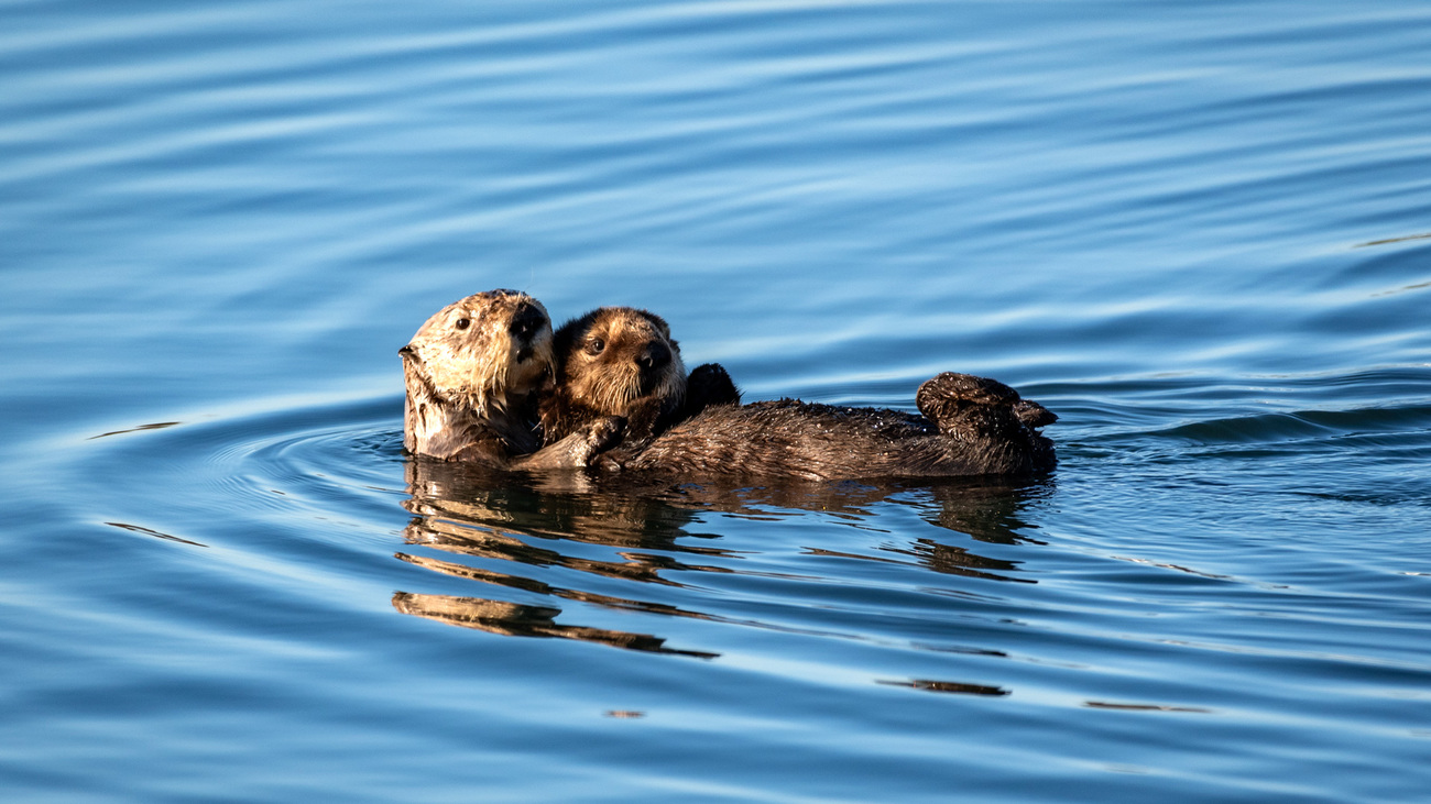 Sea otter with pup