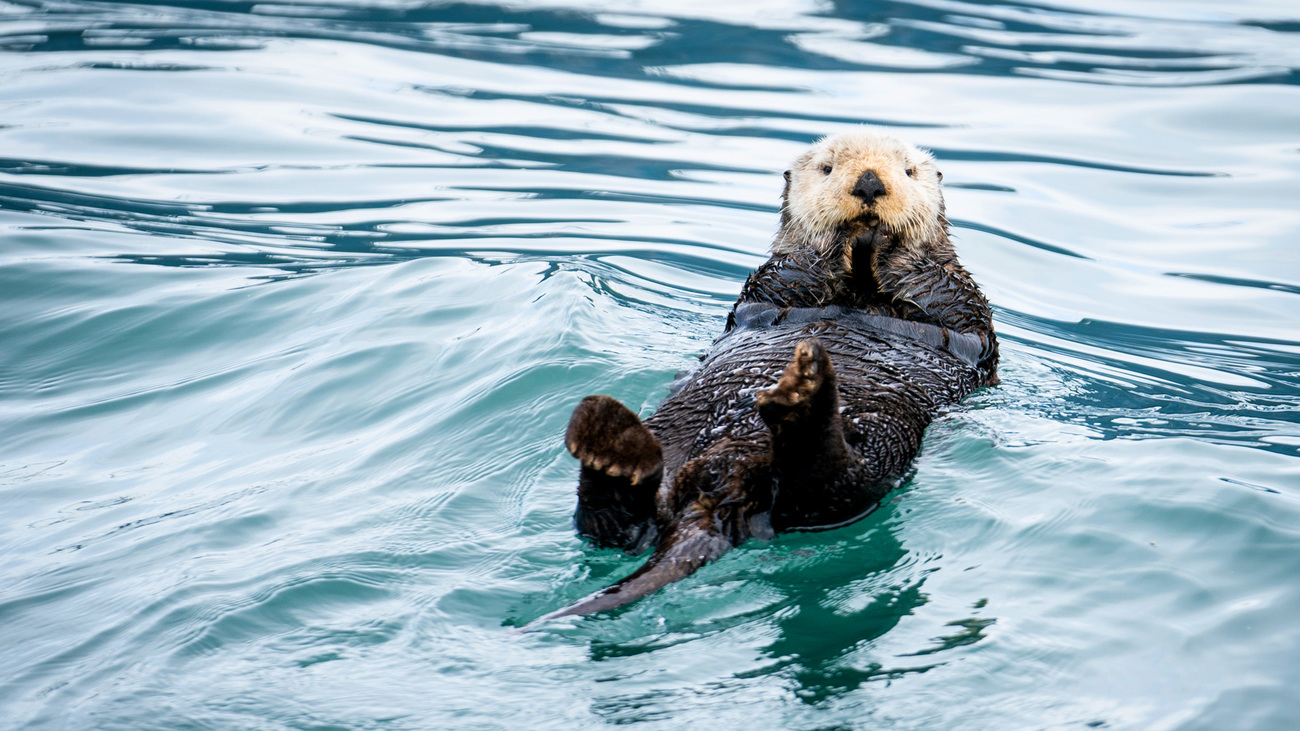 Sea otter bobbing on Resurrection Bay