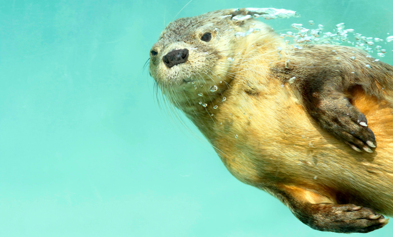 Marine otter (Lontra felina), a beautiful sea otter underwater in flight, photography taken in captivity. Lima - Peru