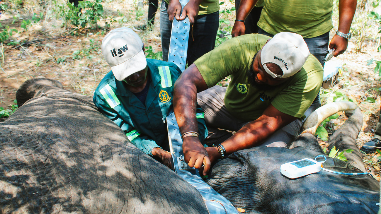 Collaring an elephant in Hwange National Park, Zimbabwe.