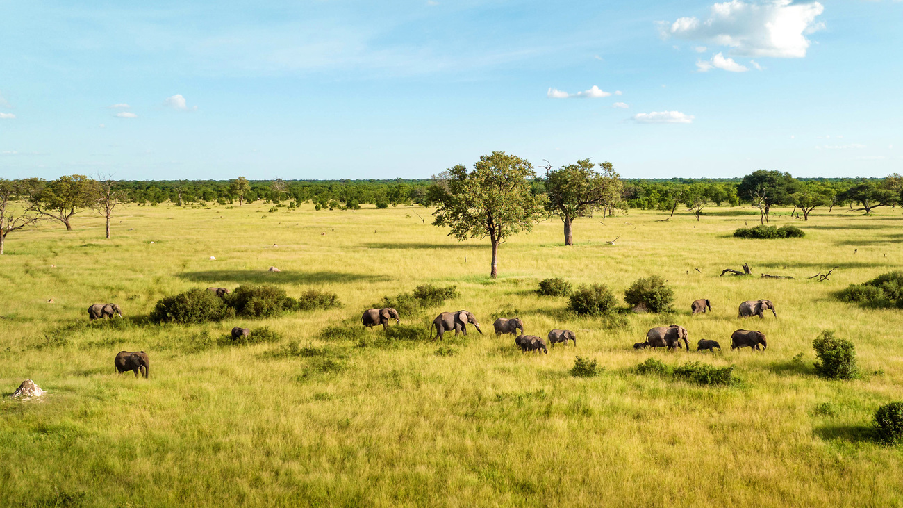 Elephants roaming Hwange National Park, Zimbabwe.